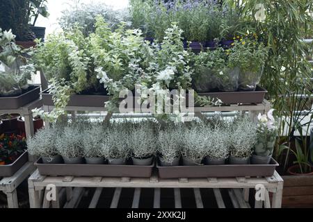 Piantine lavanda in vasi pronti per la spedizione. Vivaio e vendita di piante Foto Stock
