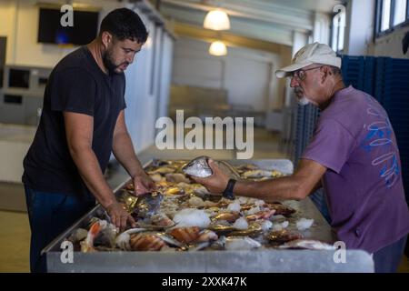 La pescatrice, capitano della barca, seleziona il pesce ottenuto durante la giornata di pesca nella baia di Cadice. I pescatori della corporazione della città di Conil de la Frontera, Cadice, escono a pescare ogni giorno in mare. Il pesce raccolto con tecniche tradizionali e artigianali, quali palangari o reti da pesca, viene successivamente venduto ad un’asta sul mercato, che certifica la denominazione di origine e dove si riuniscono i rappresentanti dei principali ristoranti e mercati all’ingrosso della Spagna. Oltre alla carenza di prodotti a causa dell'esaurimento, in questi giorni c'è la comparsa dell'invasivo asiatico Foto Stock