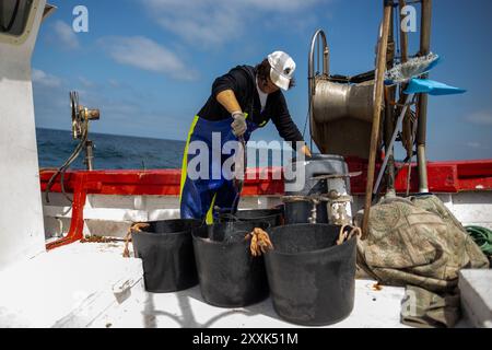 La pescatrice, capitano della barca, seleziona il pesce ottenuto durante la giornata di pesca nella baia di Cadice. I pescatori della corporazione della città di Conil de la Frontera, Cadice, escono a pescare ogni giorno in mare. Il pesce raccolto con tecniche tradizionali e artigianali, quali palangari o reti da pesca, viene successivamente venduto ad un’asta sul mercato, che certifica la denominazione di origine e dove si riuniscono i rappresentanti dei principali ristoranti e mercati all’ingrosso della Spagna. Oltre alla carenza di prodotti a causa dell'esaurimento, in questi giorni c'è la comparsa dell'invasivo asiatico Foto Stock