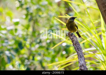 Un uccellino della nuova Zelanda maschile (Anthornis melanura), noto anche con i nomi delle lingue Māori korimako, makomako e kōmako Foto Stock