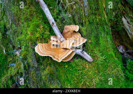 Trametes versicolor, noto anche come Polyporus versicolor, è un fungo poliporico comune che si trova in tutto il mondo e anche un me tradizionale molto conosciuto Foto Stock