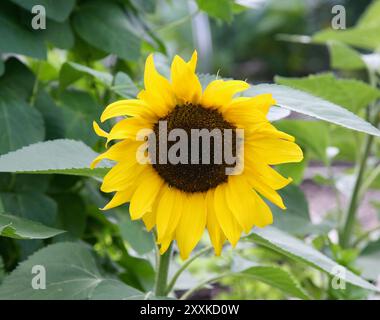 Un girasole Foto Stock