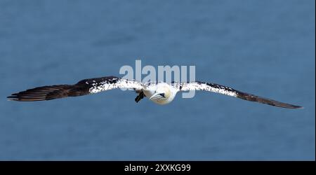 Gannet, un bambino di quattro anni, vola verso la telecamera. ciò dimostra la razionalizzazione necessaria per le immersioni ad alta velocità, Foto Stock