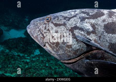 Sud Africa, Umkomaas, merluzzo di patate, cernie, basso (Epinephelus tukula) Foto Stock