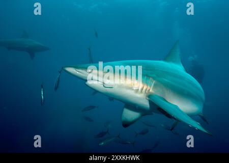 Sudafrica, Umkomaas, squalo pinna nera oceanica (Carcharhinus limbatus) con un gancio in bocca Foto Stock