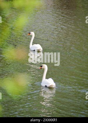 Questa immagine presenta due graziosi cigni bianchi che nuotano insieme su un tranquillo lago verde. Il riflesso dei cigni può essere visto sull'acqua, creando Foto Stock