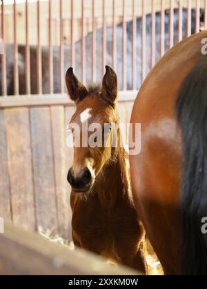 Un delicato puledro neonato con una distintiva stella bianca sulla fronte si trova vicino alla madre in una stalla calda e piena di fieno, evocando un dolce e nu Foto Stock