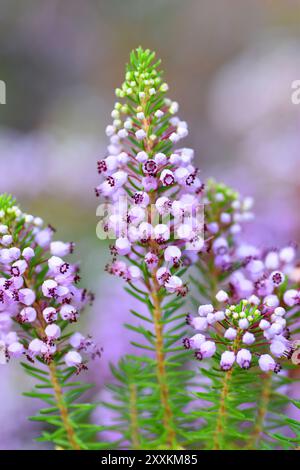 La brughiera cornica (Erica vagans) in fiore. Foto Stock