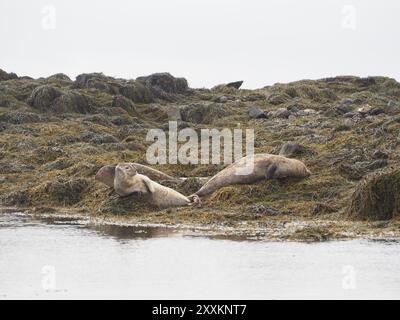 Due foche si rilassano e riposano sulla costa rocciosa ricoperta di alghe. Sembra che stiano godendo di un momento tranquillo nel loro ambiente naturale Foto Stock