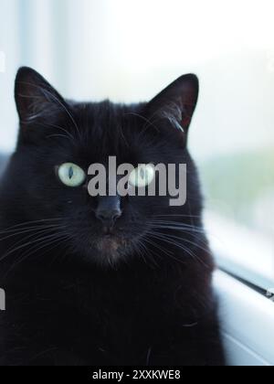 Un dettagliato primo piano di un gatto nero con gli occhi verdi che colpisce seduti vicino a una finestra, catturando il gatto curioso e misterioso in natura morbida Foto Stock