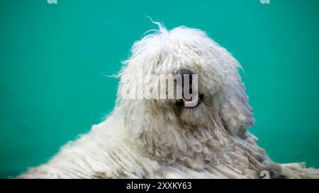 Cane Komondor ungherese con una lunga pelliccia bianca riccia sopra la faccia Foto Stock