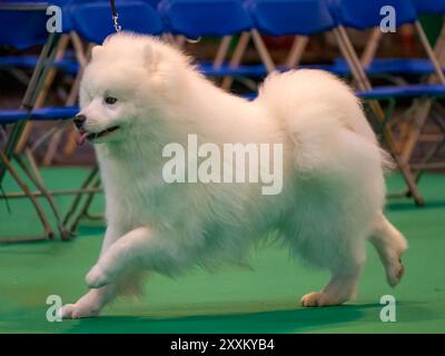 Il cane Samoyed ad una mostra canina Foto Stock