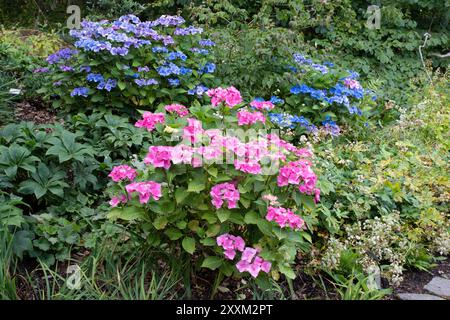 Hydrangea macrophylla "Blaumeise" (serie Teller) Foto Stock