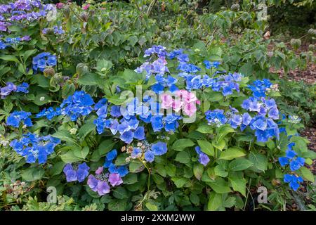 Hydrangea macrophylla "Blaumeise" (serie Teller) Foto Stock