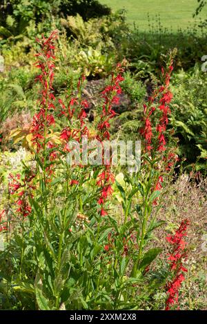 Lobelia cardinalis Foto Stock