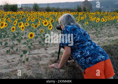 Fotografare il tramonto in un campo agricolo di girasoli, Agres, Spagna Foto Stock