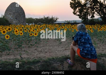 Fotografare il tramonto in un campo agricolo di girasoli, Agres, Spagna Foto Stock