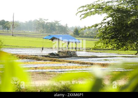 Le piccole capanne nel mezzo dei campi di riso sono solitamente utilizzate dagli agricoltori come luogo di riposo ed evitare il sole Foto Stock