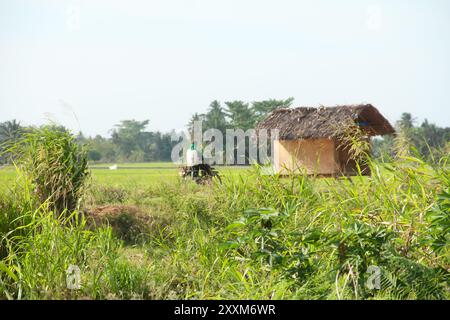 Le piccole capanne nel mezzo dei campi di riso sono solitamente utilizzate dagli agricoltori come luogo di riposo ed evitare il sole Foto Stock