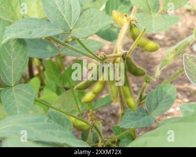 Glicina max, semi di soia o pianta di soia. Baccelli di fagioli pelosi verdi di soia nelle piantagioni agricole. Cibo vegetariano di base. Foto Stock