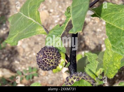 Il metel Datura, noto anche come thornapple indiano, produce capsule di semi ricoperte di verruche coniche nere. Frutti dell'arbusto ornamentale indù Datura, com Foto Stock