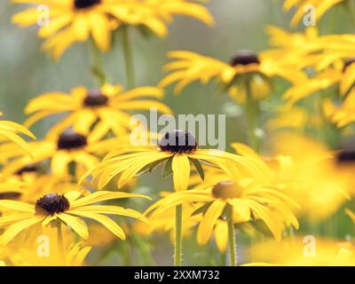 Rudbeckia hirta fiori gialli brillanti con primo piano sfocato. Pianta da giardino ornamentale Susan dagli occhi neri. Teste di fiori di Rudbeckia con centro nero e. Foto Stock