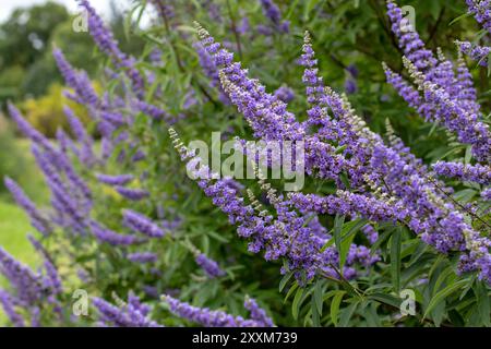Albero di casta o fiori viola vitex. Chastetree fioritura. Vitex agnus-castus, Chasteberry, balsamo di Abramo, chastetree lilla o pepe di monaco orn Foto Stock
