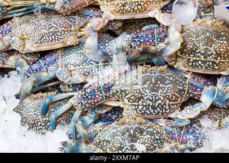 Granchio azzurro o granchio di fiore freschi in vendita sul mercato fresco Foto Stock