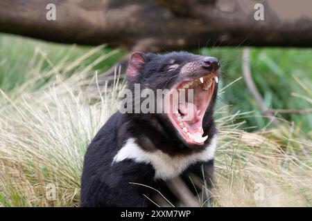 Le straordinarie ampie mascelle del Diavolo della Tasmania si aprono a 80 gradi, con un morso potente e un urlo intenso al santuario DevilsCradle vicino a Cradle Mountain Foto Stock