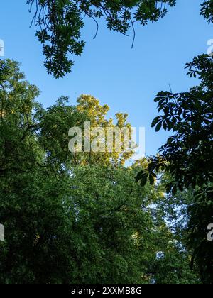 Cielo blu tra le cime di alberi verdi nel parco della città di Kaliningrad, Russia, nella soleggiata serata estiva Foto Stock