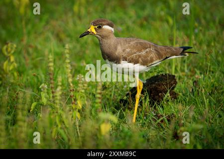Uccello di Lapwing Vanellus malabaricus, endemico del subcontinente indiano, pianure asciutte dell’India peninsulare, marrone grigio opaco con tappo nero, Foto Stock