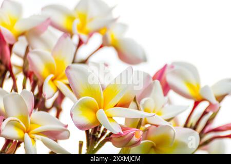 Close up Lan thom flower su bianco,bellissimo fiore bianco in Thailandia Foto Stock