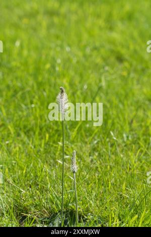 Piantana Hoary (Plantago media) nota anche come Hoary Fleawort Herefordshire Inghilterra Regno Unito. Luglio 2024 Foto Stock