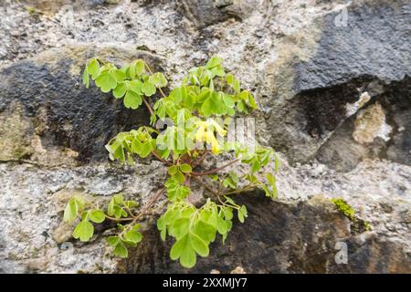 Corydalis giallo (Pseudofumaria lutea) proveniente da una stonewall, Kirkcudbright Scozia Regno Unito. Aprile 2024 Foto Stock