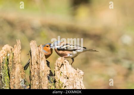 Chaffinch maschio adulto (Fringilla coelebs) che passa il cibo tra loro appollaiato su un ceppo di alberi in decomposizione Ringford Scozia Regno Unito. Aprile 2024 Foto Stock