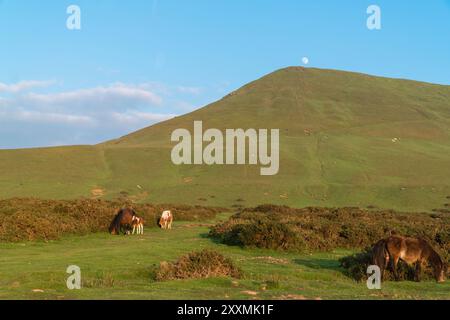 Pony di montagna gallesi e puledro al sole della sera Hay Bluff, Hay on Wye Wales UK. Maggio 2024 Foto Stock