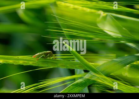 Heteroptera Foto Stock
