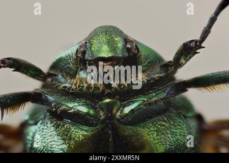 La Cetonia aurata, chiamata chafer di rosa o chafer di rosa verde, è uno scarabeo, lungo 20 millimetri, che ha un colore metallico strutturalmente Foto Stock