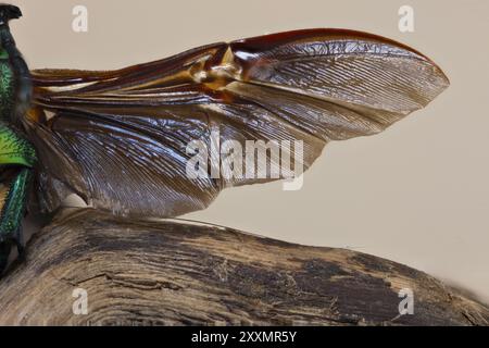 La Cetonia aurata, chiamata chafer di rosa o chafer di rosa verde, è uno scarabeo, lungo 20 millimetri, che ha un colore metallico strutturalmente Foto Stock