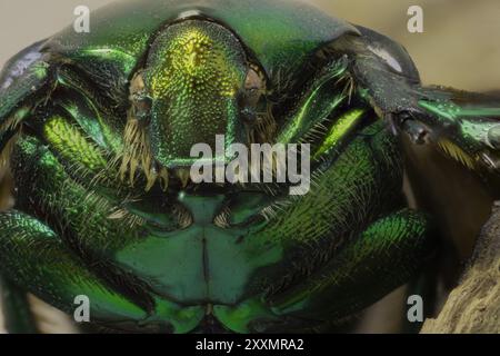 La Cetonia aurata, chiamata chafer di rosa o chafer di rosa verde, è uno scarabeo, lungo 20 millimetri, che ha un colore metallico strutturalmente Foto Stock