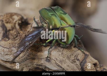 La Cetonia aurata, chiamata chafer di rosa o chafer di rosa verde, è uno scarabeo, lungo 20 millimetri, che ha un colore metallico strutturalmente Foto Stock