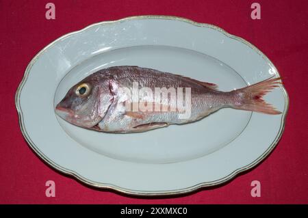 Pesce di mare crudo pandora, Pagellus erythrinus, su un piatto bianco, dal mare Adriatico, cucina dalmata Foto Stock