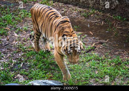 La tigre malese si muove con grazia in un parco faunistico. Foto Stock