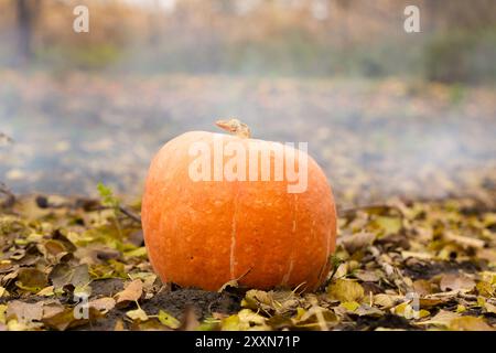 Una grande zucca arancione a terra con foglie gialle sullo sfondo del fumo di un falò Foto Stock