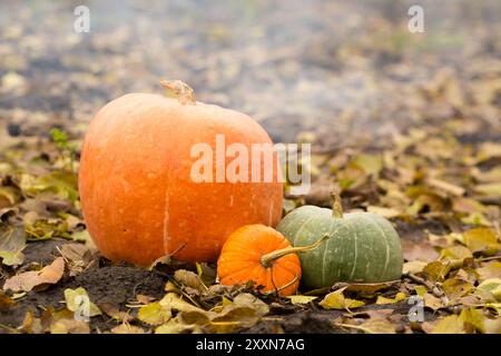 Natura morta di un gruppo di zucche diverse di diverse dimensioni, colori e forme sul terreno con foglie gialle su uno sfondo di fumo Foto Stock