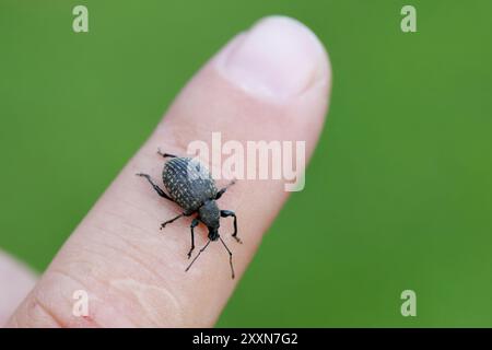 weevil dal naso largo (Otiorhynchus) al dito. Grave parassita di piante ornamentali e alcuni arbusti nei giardini. Foto Stock