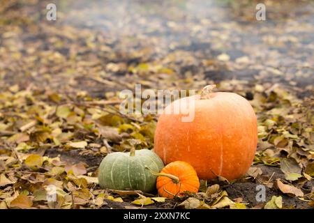 Natura morta di un gruppo di zucche diverse di diverse dimensioni, colori e forme sul terreno con foglie gialle su uno sfondo di fumo Foto Stock