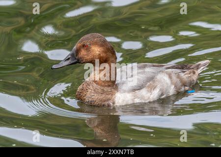 Canvasback Duck su un lago Foto Stock