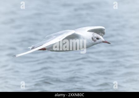 Gabbiano in volo Foto Stock