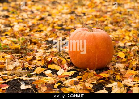 Una grande zucca arancione a terra con foglie gialle sullo sfondo del fumo di un falò Foto Stock